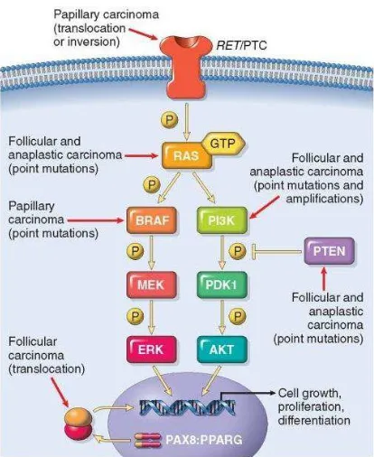 Gambar 2.5 Alterasi Genetika pada Keganasan Tiroid (Maitra, 2010). 