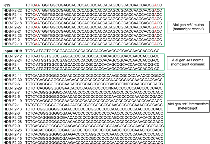 Gambar 2.  Penyejajaran sekuen gen sd1 pada 30 galur F 2  Inpari HDB/K15 dibandingkan dengan tetua Inpari HDB dan K15
