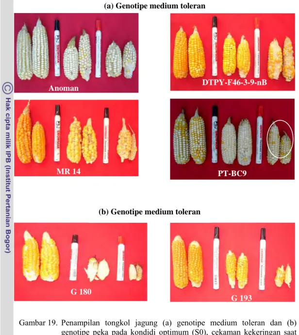 Gambar 19. Penampilan tongkol jagung (a) genotipe medium toleran dan (b)  genotipe peka pada kondidi optimum (S0), cekaman kekeringan saat  fase menjelang pembungaan – pengisian biji (S1) dan cekaman  kekeringan saat fase menjelang pembungaan – panen (S2)