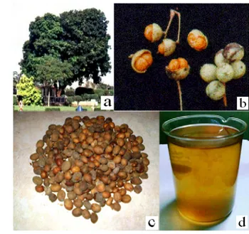 Gambar 1. Pohon (a), buah (b), biji (c) dan minyak kesambi (d) 