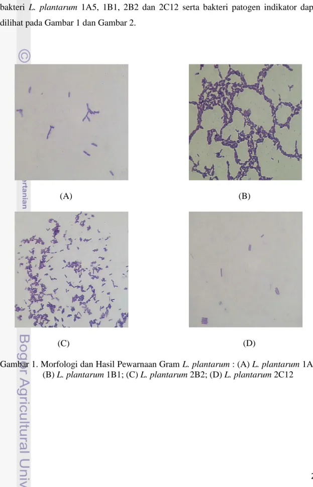 Gambar 1. Morfologi dan Hasil Pewarnaan Gram L. plantarum : (A) L. plantarum 1A5;  (B) L