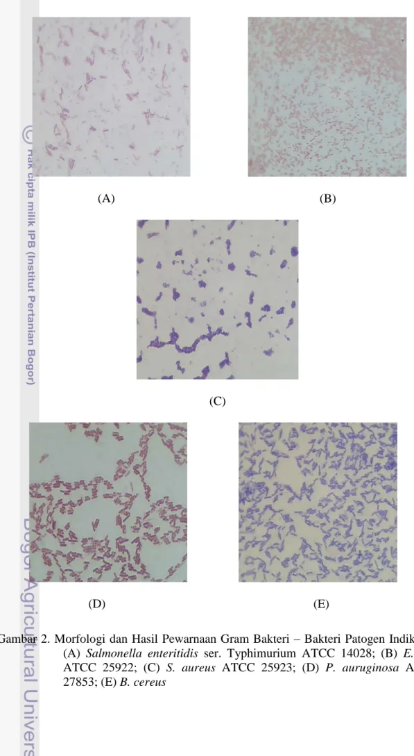 Gambar 2. Morfologi dan Hasil Pewarnaan Gram Bakteri  – Bakteri Patogen Indikator:  (A)  Salmonella  enteritidis  ser