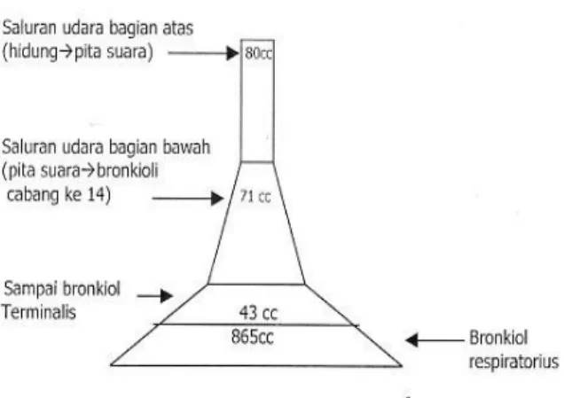 Gambar 3.3 Skema Sistem Pernapasan  Penyebab Pneumotoksisiti 