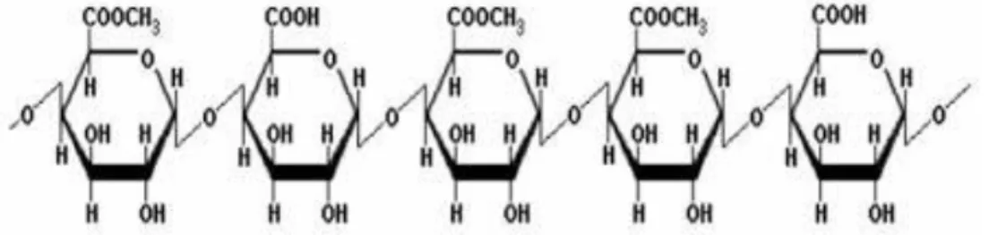 Gambar 2.2 Struktur molekul asam poligalakturonat [42] 