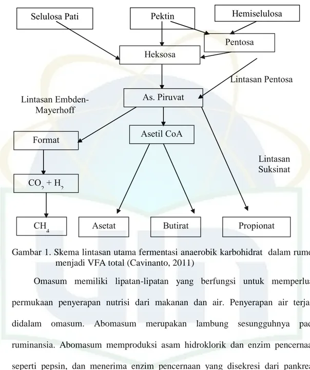 Gambar 1. Skema lintasan utama fermentasi anaerobik karbohidrat  dalam rumen  menjadi VFA total (Cavinanto, 2011) 