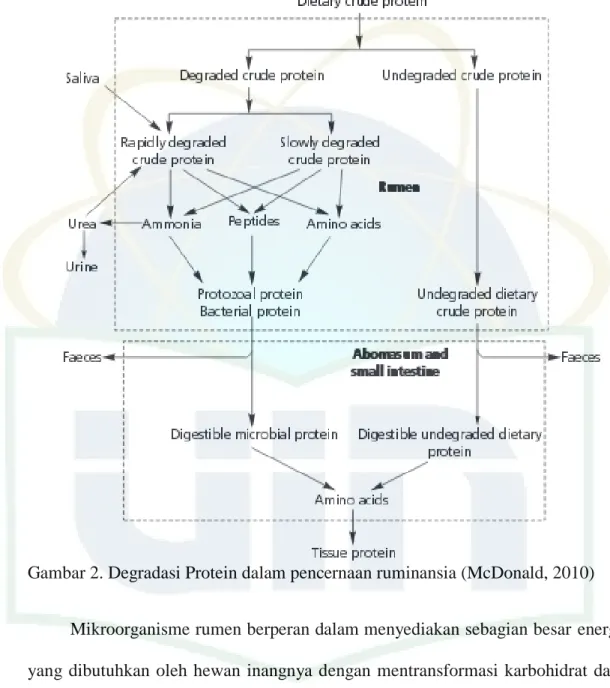 Gambar 2. Degradasi Protein dalam pencernaan ruminansia (McDonald, 2010) 
