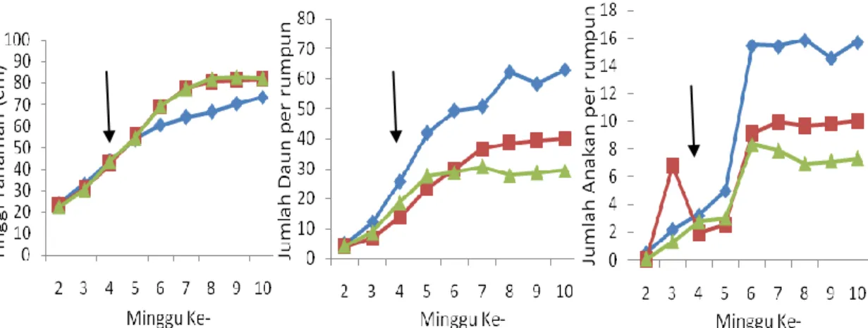 Gambar  1  Pertumbuhan  vegetatif  padi  varietas  Situ  Bagendit  biru  (kontrol),  merah  (55%), hijau  (85%), tanda panah (awal pemberian naungan)