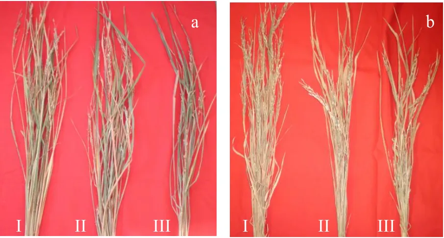Gambar 3 Rumpun padi genotipe Gogo Wangi (a) dan varietas Situ Bagendit (b), naungan 0% (I),  55% (II),  dan 85% (III)