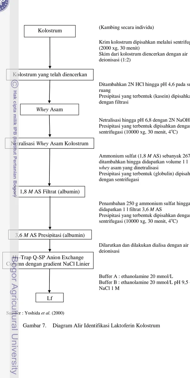 Gambar 7.   Diagram Alir Identifikasi Laktoferin Kolostrum Kolostrum yang telah diencerkan 