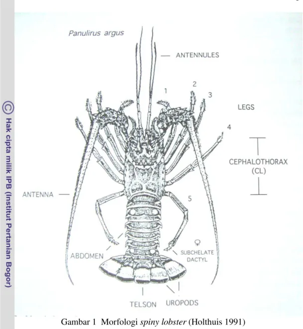 Gambar 1  Morfologi spiny lobster (Holthuis 1991) 