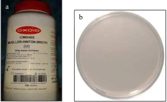 Gambar 11. a. Bahan pembuat Media Muller Hinton Agar          b. Media Muller Hinton Agar (MHA) Plate                                      