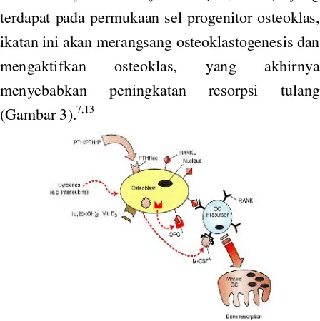 Gambar 3. Pengaturan osteoklastogenesis oleh