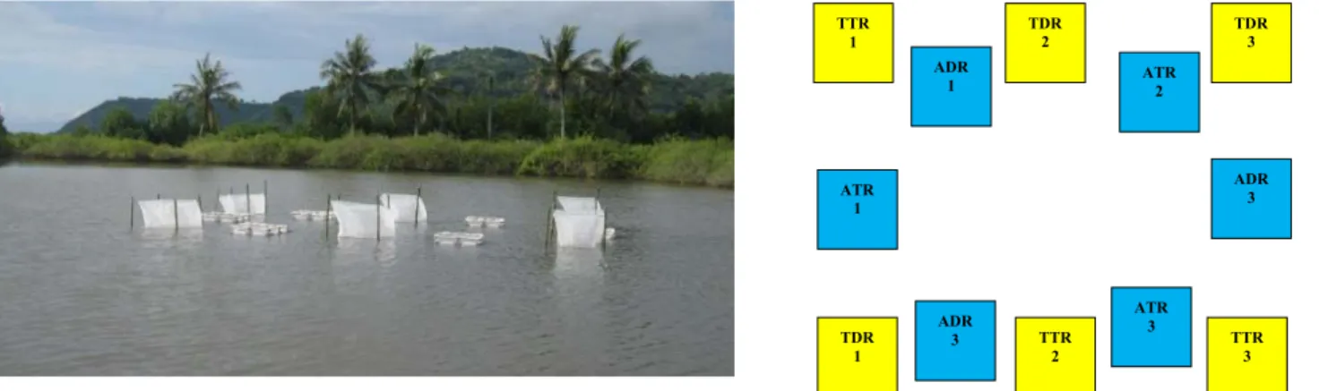 Figure 1. Location of Holothuria scabra juveniles (left), lay out of hapas (right). 