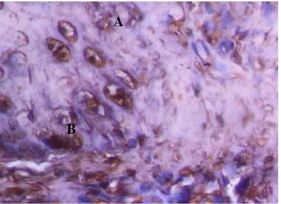 Gambar 2. Aktivitas fagositosis pada makrofagdengan teknik imunohistokimia (pembesaran400x) di A