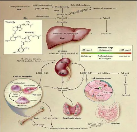 Gambar 2. Metabolisme dan sintesis vitamin D dan regulasi kalsium, fosfor.11 