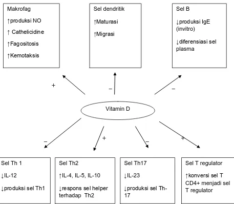 Gambar 3. Fungsi vitamin D terhadap sistem imun13 