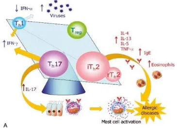 Gambar 1 Keseimbangan sel T pada alergi21 