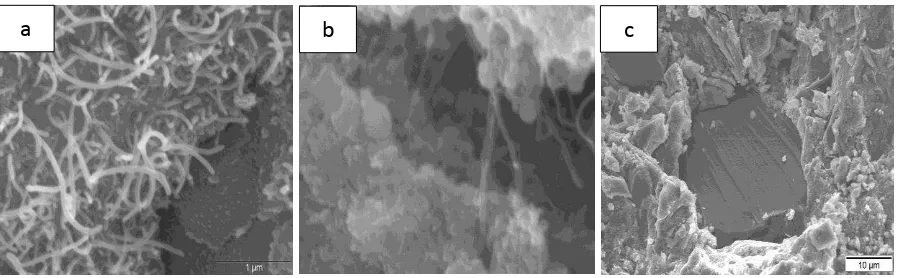 Figure 4. Typical SEM images of high-performance cementitious mortar reinforced 