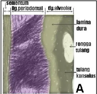 Gambar 1. Ligamen periodontal 3