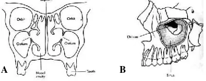 Gambar 1.Anatomi sinus maksilaris.A.Potongantransversal, B.Tampakan lateral setelah dinding sinusmaksilaris dibuka (Sumber: Putz R, Pabst R