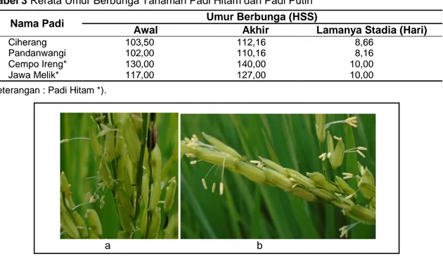 Tabel 3 Rerata Umur Berbunga Tanaman Padi Hitam dan Padi Putih 