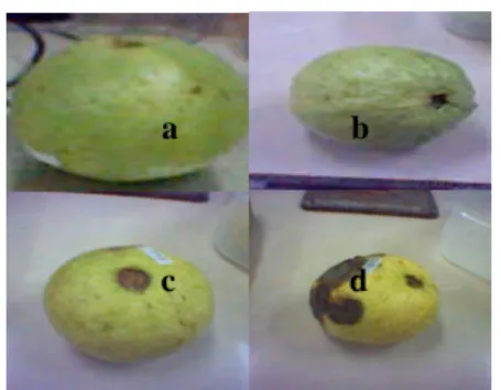 Gambar 3. Kondisi  Buah jambu biji (a).hari  1, (b) hari 5 (c).hari 10, (d) hari 