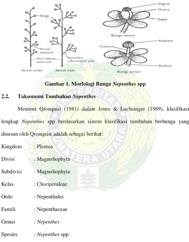 Gambar 1. Morfologi Bunga Nepenthes spp  2.2.  Taksonomi Tumbuhan Nepenthes 