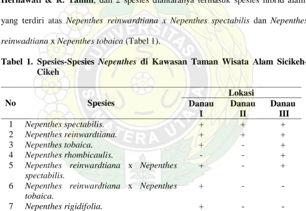 Tabel 1. Spesies-Spesies  Nepenthes  di Kawasan Taman Wisata Alam Sicikeh- Sicikeh-Cikeh  No  Spesies  Lokasi  Danau  I  Danau II  Danau  III  1  Nepenthes spectabilis