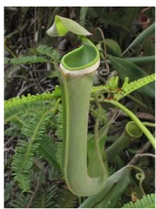 Gambar 2.3 Nepenthes albomarginata 29