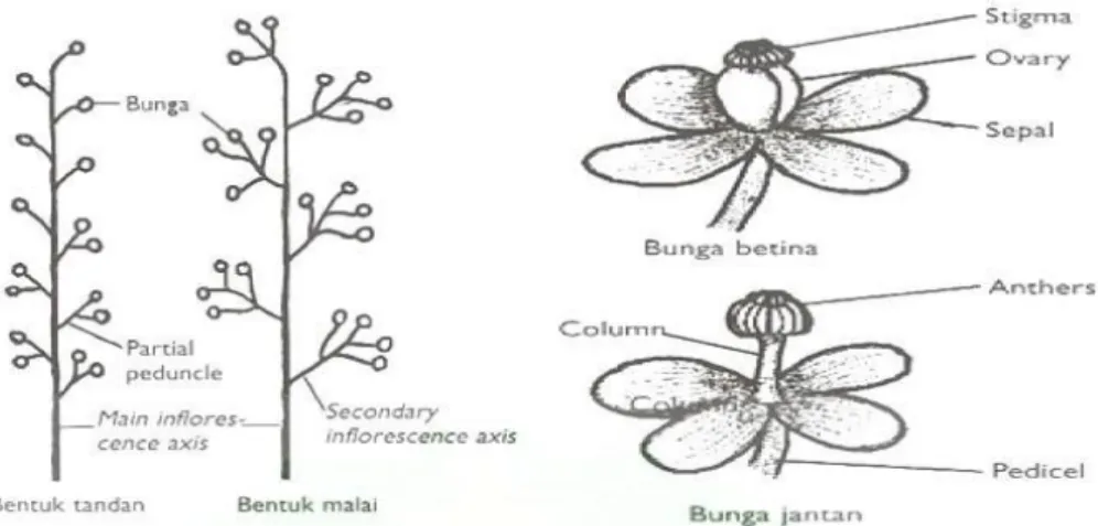 Gambar 2.2 bentuk bunga Nepenthes 19   