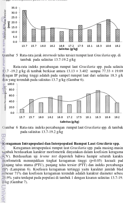 Gambar  5  Rata-rata jarak internode talus tersier rumput laut Gracilaria spp. di 