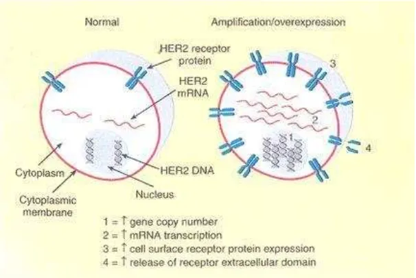 Gambar 2.6:Indikator status HER2: gen atau amplifikasi DNA dan mRNA atau overekspresi protein