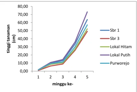 Grafik perubahan tinggi tanaman menunjukkan pada akhir fase vegetatif,  teramati kultivar Lokal Putih menghasilkan tinggi tanaman yang lebih besar  dibandingkan kultivar lain (Gambar 1)