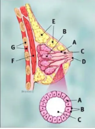 Gambar 1. Bagian-bagian payudara  (dari www.breastcancer.org) 