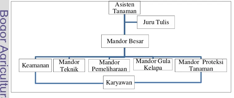 Gambar 1. Struktur organisasi afdeling Sidomulyo/Kampe, kebun 
