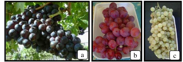 Gambar 2. Buah anggur dari beberapa varietas ; (a) Jestro AG 60, 