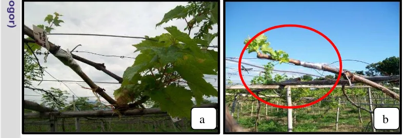 Gambar 4. Hasil sambungan (grafting) yang tumbuh; (a) batang bawah varietas  