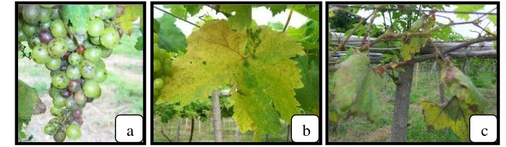 Gambar 7. Penyakit pada tanaman anggur; (a) cendawan tepung, (b) tepung palsu,  
