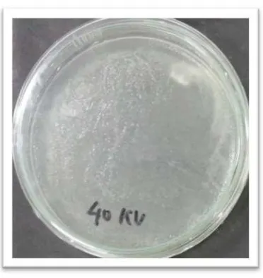 Gambar 4.5 Bakteri Escherichia Coli di dalam Petri Tegangan 50 kV