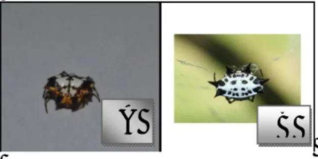Gambar  2.  (A)  Morfologi  Laba-laba  Punggung  Berduri 
