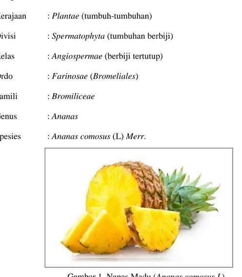 Gambar 1. Nanas Madu (Ananas comosus L) 