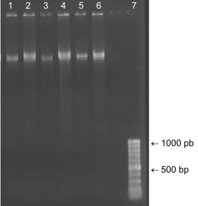 Table 1. The quality and quantity of extracted DNA from root of Pistacia vera L. (using the Nanodrop)
