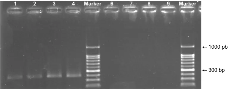 Fig. 3. Agarose electrophoresis of extracted DNA from roots of Pistacia vera L. (1-8) using plant-tissue DNA extraction kit