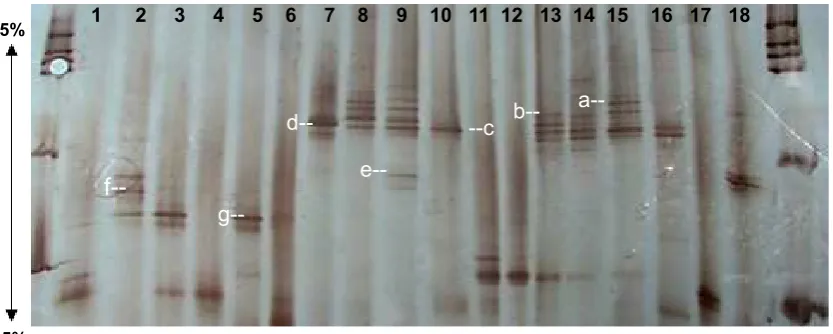 Fig. 5. Agarose electrophoresis of PCR products (280 pb in lane 1-8) ampliied using NS31-GC and Glo1 primers (280 bp) speciic of arbuscular mycorrhiza and extracted DNA from pistachio roots as template