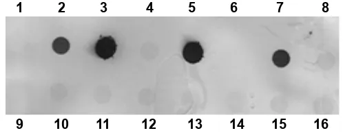 Fig. 7. DNA-DNA hybridization of extracted DNA from Pistacia vera L. roots using synthetic probe NS31/Glo1 speciic of arbuscular mycorrhiza genome (spot 2 and 7) and syntheticprobe18S speciic of plant genome (lanes 3 and 5)