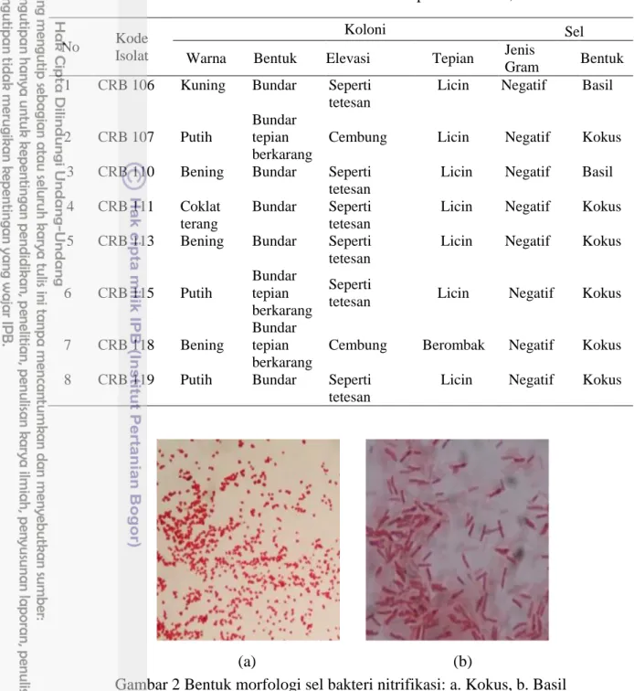 Gambar 2 Bentuk morfologi sel bakteri nitrifikasi: a. Kokus, b. Basil 