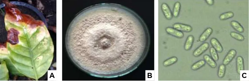 Fig. 1. Leaf anthracnose of coffee var. Arabica caused by Colletotrichum gloeosporioides (A); pure culture on PDA at 20 days (B); and conidia, 400 X (C)