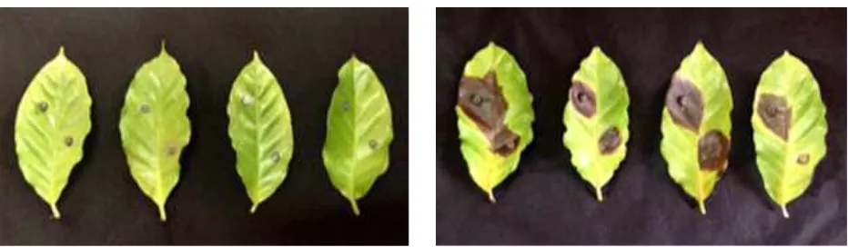 Fig. 2. Pathogenicity test of Colletotrichum gloeosporioides on Arabica variety coffee