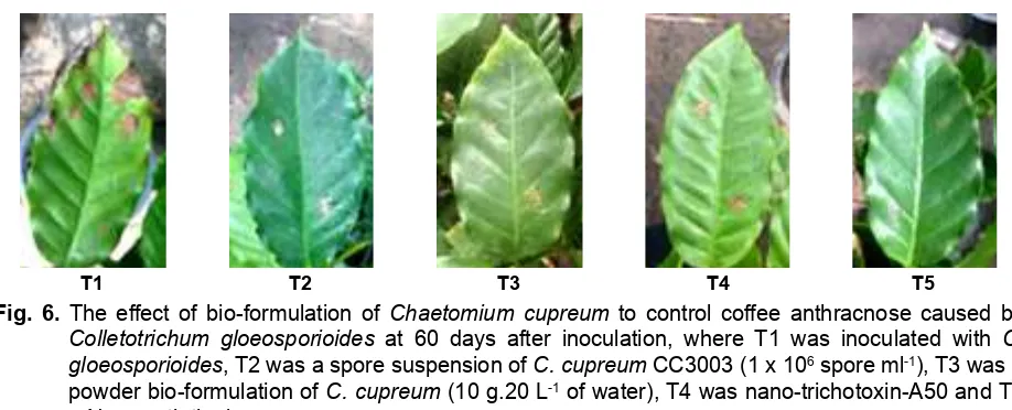 Fig. 6. The effect of bio-formulation of Chaetomium cupreum to control coffee anthracnose caused by 