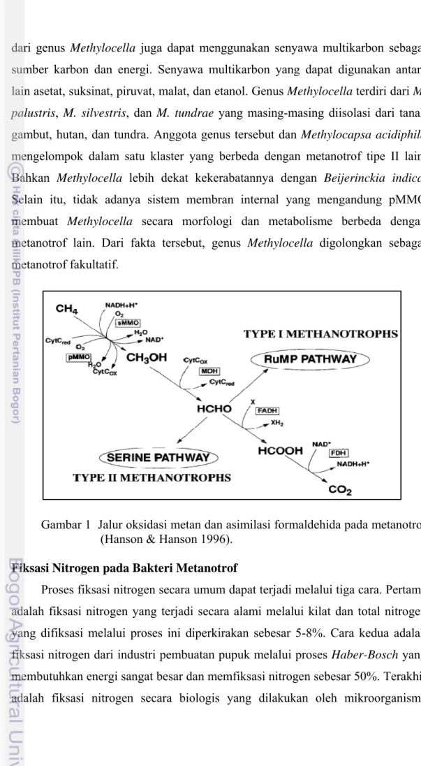 Gambar 1  Jalur oksidasi metan dan asimilasi formaldehida pada metanotrof  (Hanson &amp; Hanson 1996)